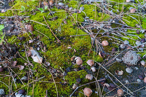 Acorns Scattered Across a Mossy Forest Floor