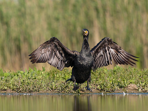 istock Great cormorant, Phalacrocorax carbo 2218605788