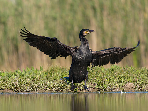 istock Great cormorant, Phalacrocorax carbo 2218605799