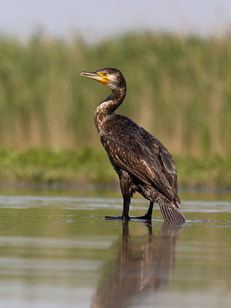 istock Great cormorant, Phalacrocorax carbo 2218605818