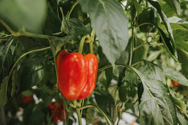 istock One sample of Ripe Red Bell Pepper 2218606709