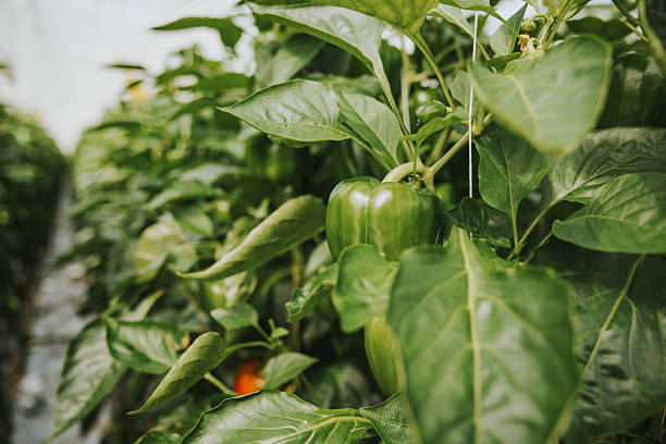 istock Green pepper growing on a plant 2218606712
