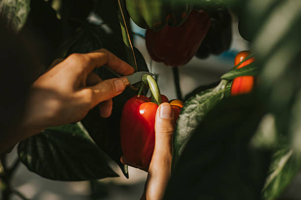 istock Gardener Harvesting Red Pepper 2218606777
