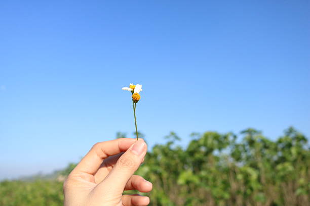 istock A hand holding a wildflower 2218607075