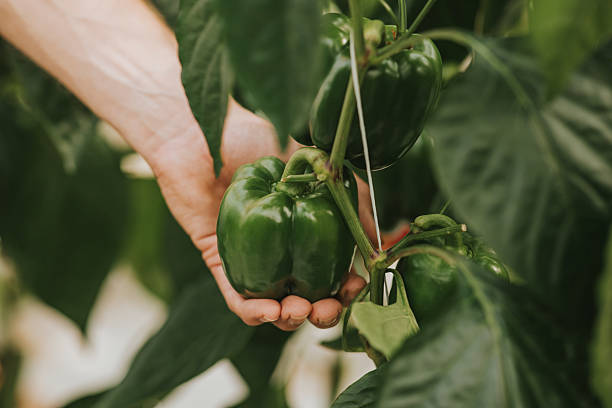 istock Gardener Showing Green Pepper on Vine 2218607175