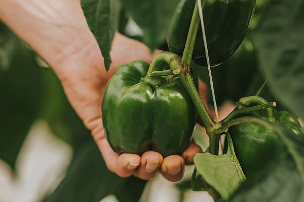 istock Hand Holding Unripe Green Pepper 2218607177