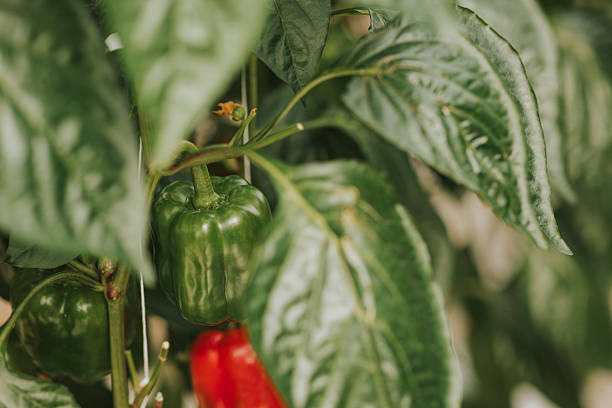 istock Green Pepper on the Plant 2218607215