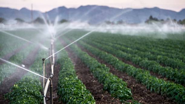 istock Agricultural Sprinklers Irrigating Green Crop Fields at Sunset 2218608094