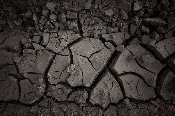 Close-up image of textured tree bark, showcasing detailed patterns and natural aging effects, reflecting durability and organic beauty. Ideal for nature, texture, and abstract-related concepts or design projects.