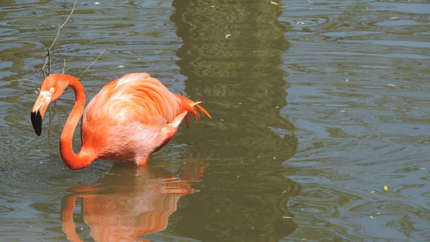 istock pink flamingo 2218608873