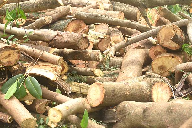 istock timber and wood cutting on ground deforestation problem of the world 2218610214