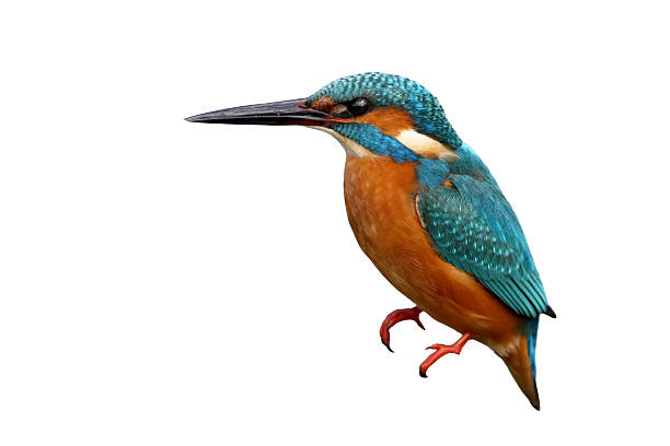 istock Closeup portrait of common kingfiser 2218612945