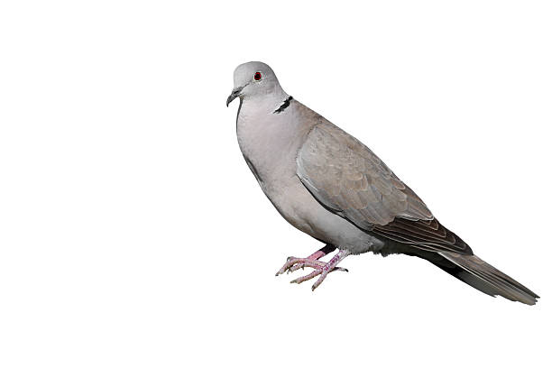istock Close up portrait collared dove isolated on white background 2218612948