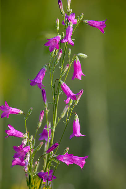 Flowers and stems of Siberian bellflower (Campánula sibírica) taken close-up against a beautiful background