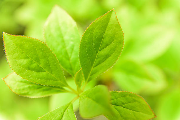 Fresh green leaves in the season