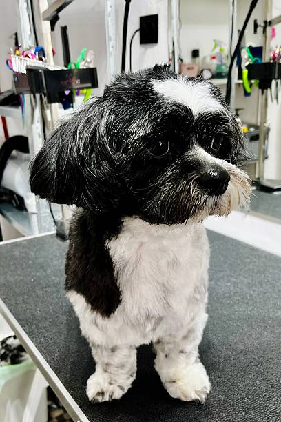 istock cute black-and-white Shih Tzu after a grooming session, displayed on a table with a mirror reflection, ideal for pet salon photography. 2218613506