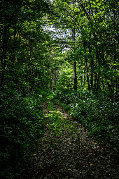 istock Forest road surrounded by deep greenery - Fukushima Prefecture 2218614287
