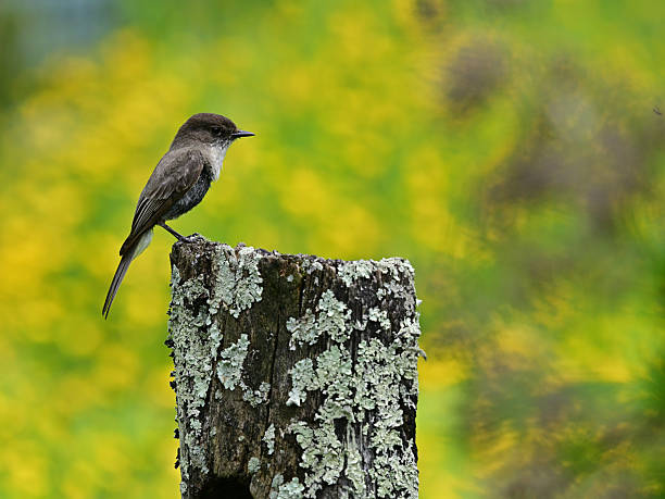 Eastern phoebe on lichen-covered fencepost in spring with blurred buttercups in background, Connecticut