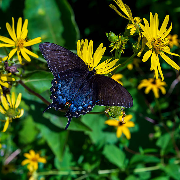 istock A butterfly on a flower. 2218617353