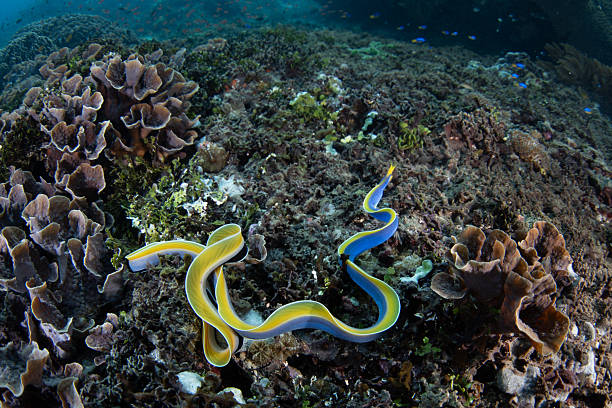 A blue ribbon eel, Rhinomuraena quaesita, slithers over a coral reef in the Pantar Strait, near the island of Alor, Indonesia. This tropical region harbors spectacular marine biodiversity.