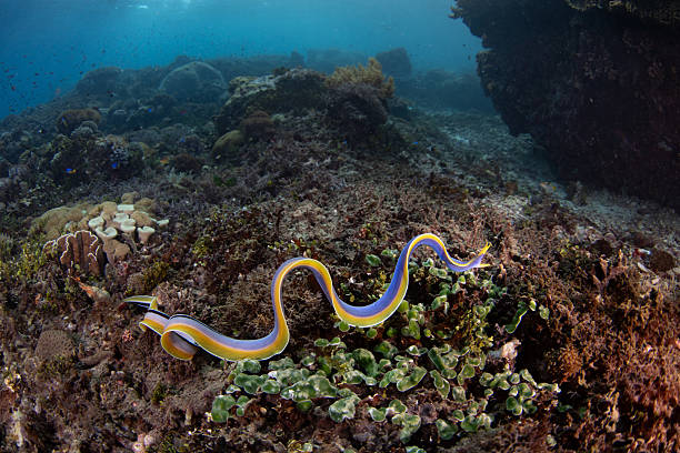 istock Blue Ribbon Eel Swims Over a Coral Reef 2218617713