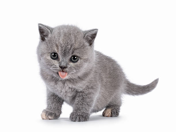 istock British Shorthair cat kitten on white 2218617984