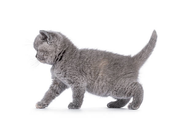 istock British Shorthair cat kitten on white 2218618017