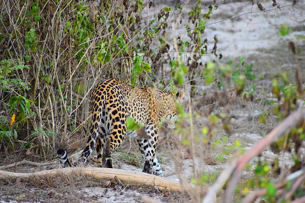 Taken in the Okavango Delta, Botswana