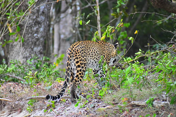 istock Majestic Sri Lankan Leopard 2218619269