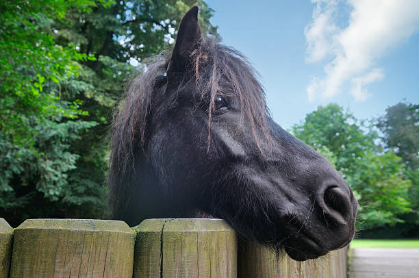 istock Horse Portrait. 2218621203