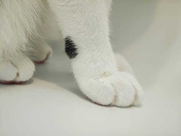 hand-made domestic decorative cat