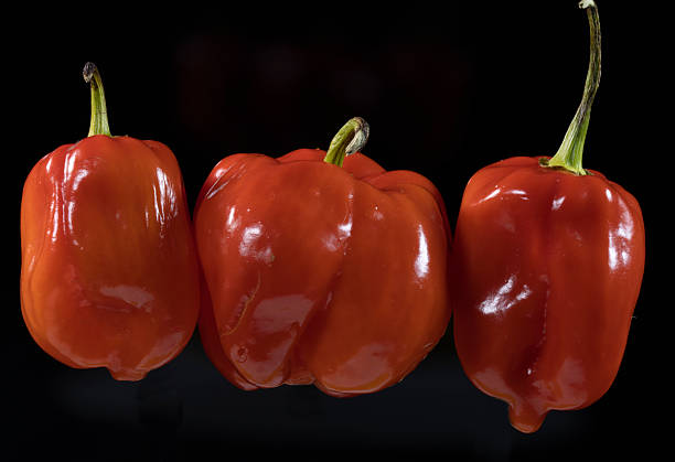Habanero chili ready to be consumed