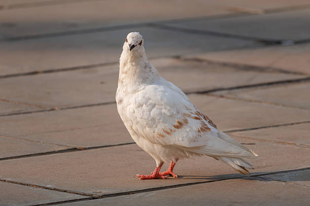 istock Common pigeon in morning light looking at camera on sidewalk tiles 2218623051