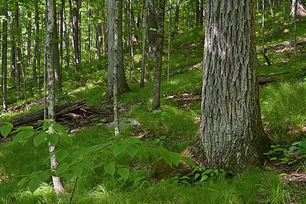 Forest grass in dappled light on a slope in the New England woods, with a large shagbark hickory tree in the foreground