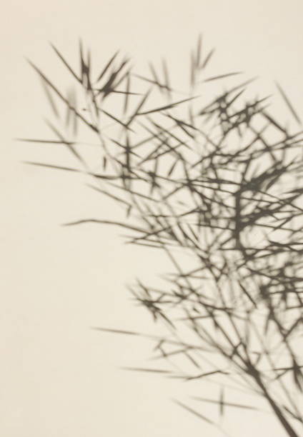 Abstract background with grass and sunlight shadow beige colors. Copy space. Botanical wall print