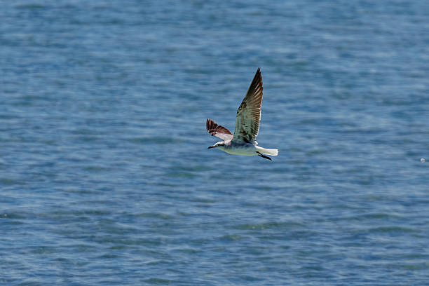 istock Seagull flying over the sea 2218624348