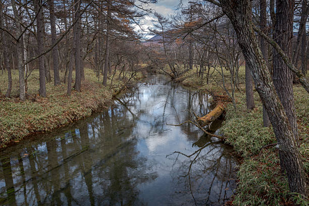 istock A stream in the forest of Oku-Nikko 2218624814