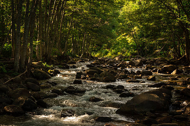 Bright summer day showcases a vibrant river meandering through dense foliage outside Gothenburg. Smooth water cascades over rocks, creating a serene natural ambiance.