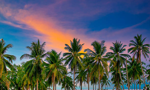 istock Silhouette coconut palm trees on beach at sunset. Vintage tone. 2218626245