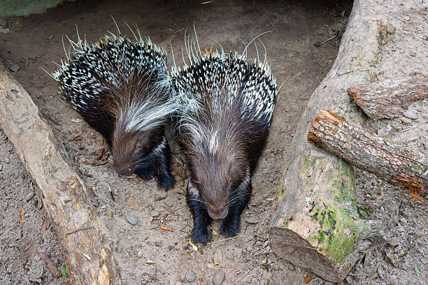 Two African Cape porcupines rest with their front paws stretched out on the ground, their quills fanned slightly in a relaxed yet alert pose.