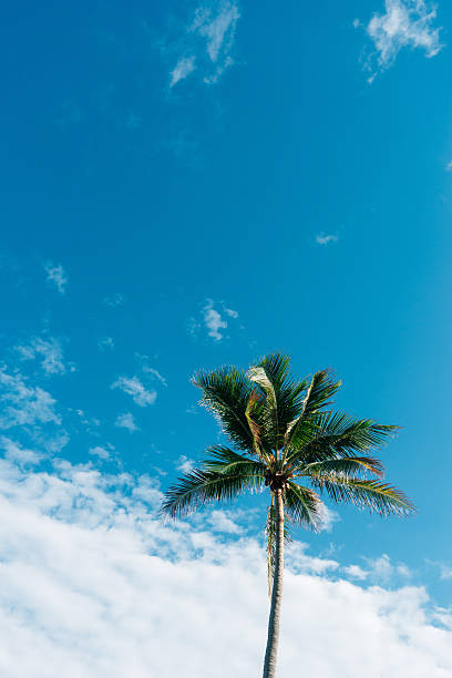 Green palm tree standing tall against a vibrant blue sky with some fluffy white clouds, evoking a sense of tropical paradise