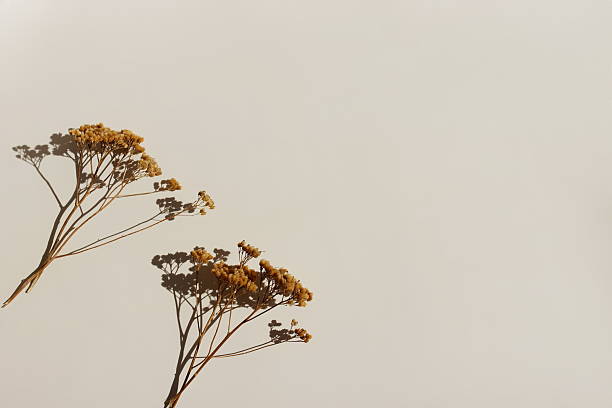 istock Dry flowers top view and sunlight shadow on beige  background with copy space. Minimalist flowers background, template, mockup. 2218629098