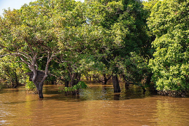 istock Flooded forest with trees in water in Cambodia 2218629148