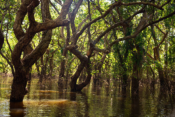 istock Flooded forest with trees in water in Cambodia 2218629216