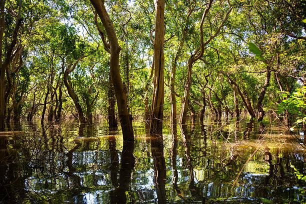 istock Flooded forest with trees in water in Cambodia 2218629268