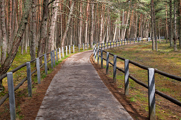 istock Winding walking trail bordered by rustic wooden fence stretches through dense pine forest under gentle sunlight, inviting peaceful exploration. 2218629308