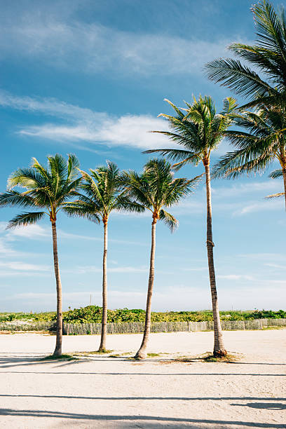Palm trees swaying gently on a pristine white sand beach in Miami, Florida, creating a tropical paradise under the sunny blue sky