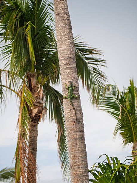 Green lizard is scaling a palm tree in a tropical paradise, blending in with the lush surroundings