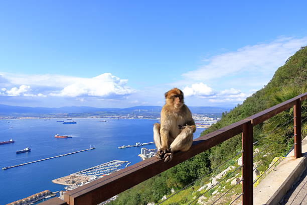 A pair of Barbary Macaque grooming on the Rock of Gibraltar with seascape in background.