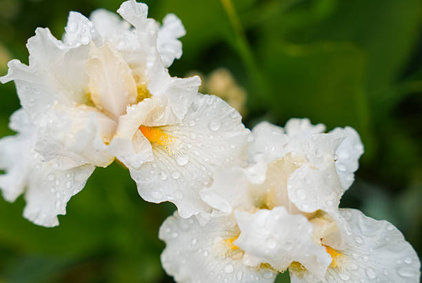Beautiful white irises with yellow accents glisten with raindrops in a vibrant garden. The lush greenery surrounds these elegant flowers, highlighting their natural beauty in spring.
